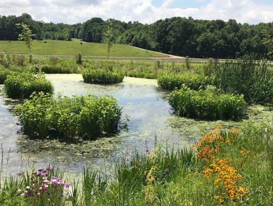 Vegetation in wetland. (D. McGrath, 2017)